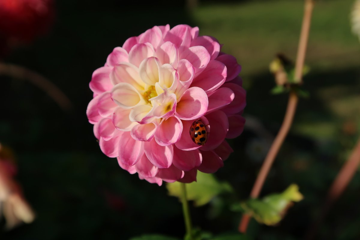 Funky albert snail tweet media