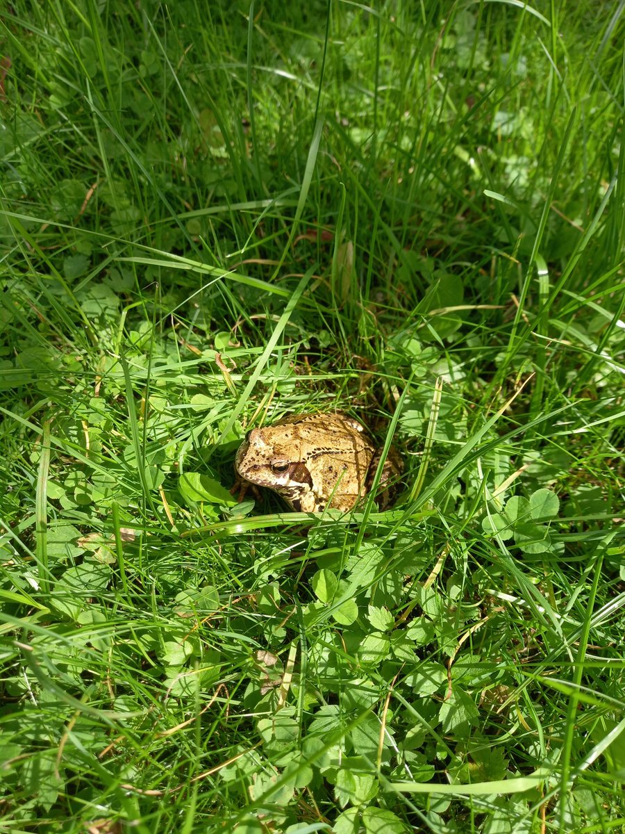 MaykoMari's tweet photo. How nice it is at the dacha in the summer! 😍🥰💗🐿🐸🐊🌾🌸🏵🌼🌾☀🥤🍒🍓🍗🥗 https://t.co/f5ksDlj865