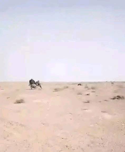 Ezdi366's tweet image. #ديرالزور
بعد فقـ.ـدانه منذ عدة أيام، تم العثور على جـ.ـثة الشاب &quot;محمد الشهاب السياد&quot; إلى جانب دراجـ.ـته النـ.ـارية، وذلك بعد أن فـ.ـارق الحـ.ـياة نتيجة انفـ.ـجار لغـ.ـمٍ أرضي في بادية ديرالزور غرب الفرات.
وكان الشاب قد خرج من قرية السجر في ريف دير الزور الشمالي متوجهًا إلى…