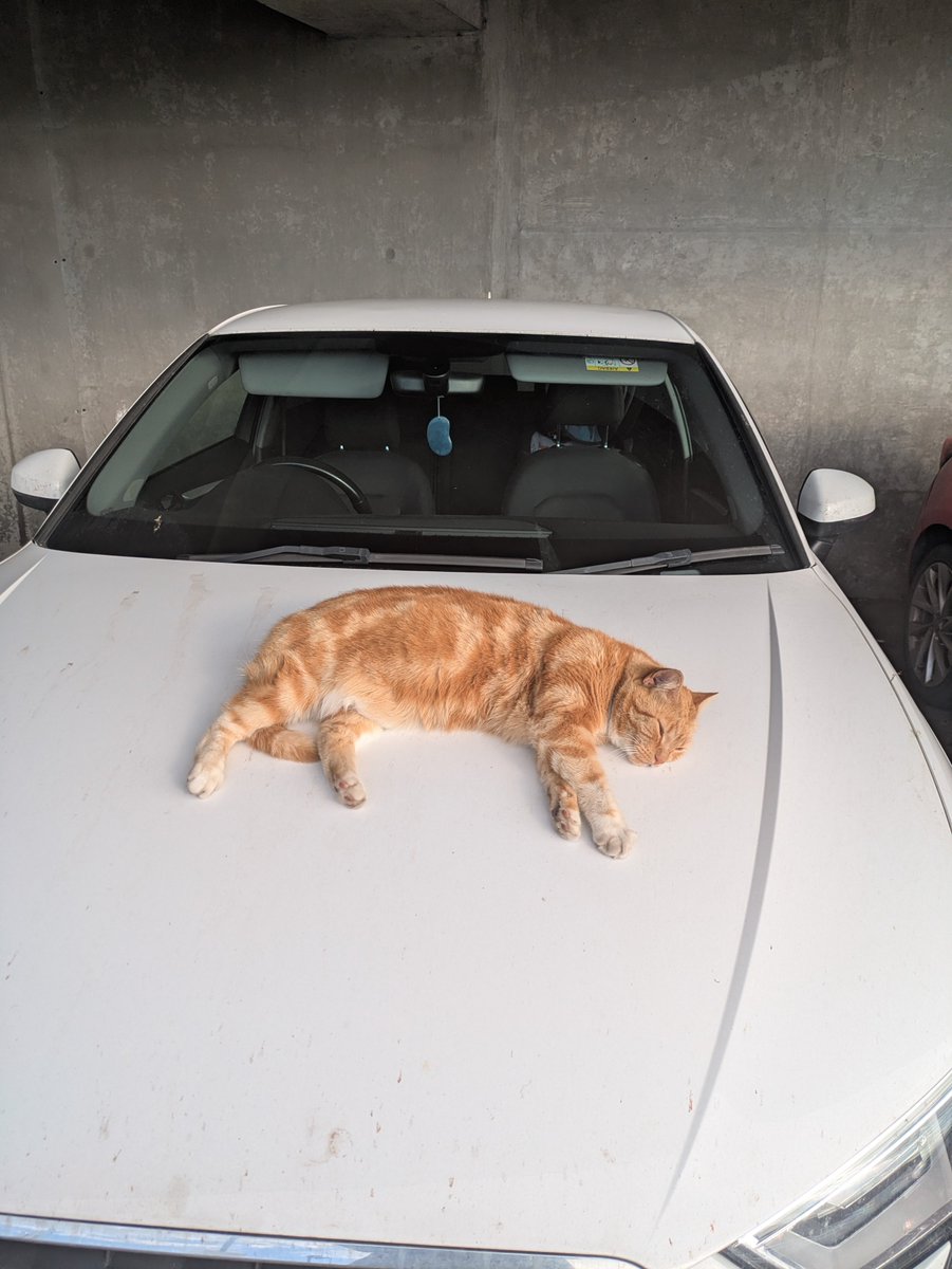 World Arthritis Day! 
Grateful that I can as a full time nurse but aware of the fragility of health and current political outcomes. More work to be done amidst positive steps towards effective treatments. Hospital cat always present for mindful moments 😻