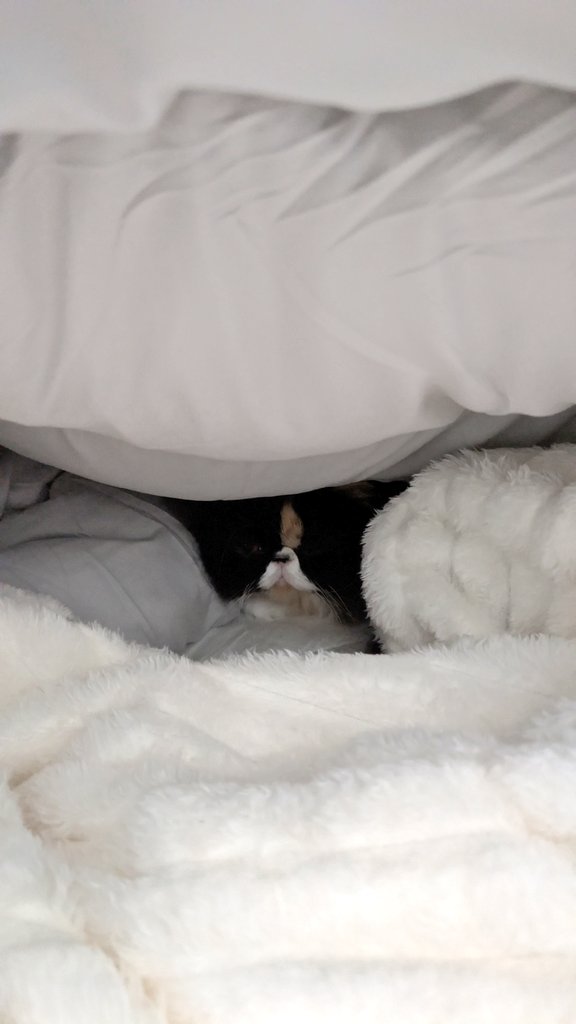 韓国ドラマ観てたらいつの間にか更新するの忘れてました。
最近の猫たち。寒いからベッドにいることが増えてきました☃️💤
#エキゾチックショートヘア 
#猫好きさんと繋がりたい 
#猫のいる暮らし