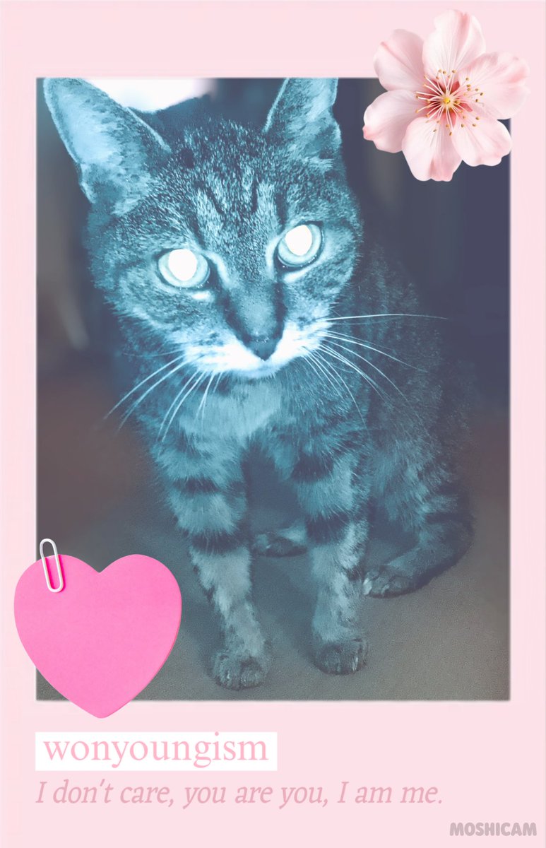 dosuva911's tweet image. I just made a photo on Moshicam! (˶ᵔ ᵕ ᵔ˶)