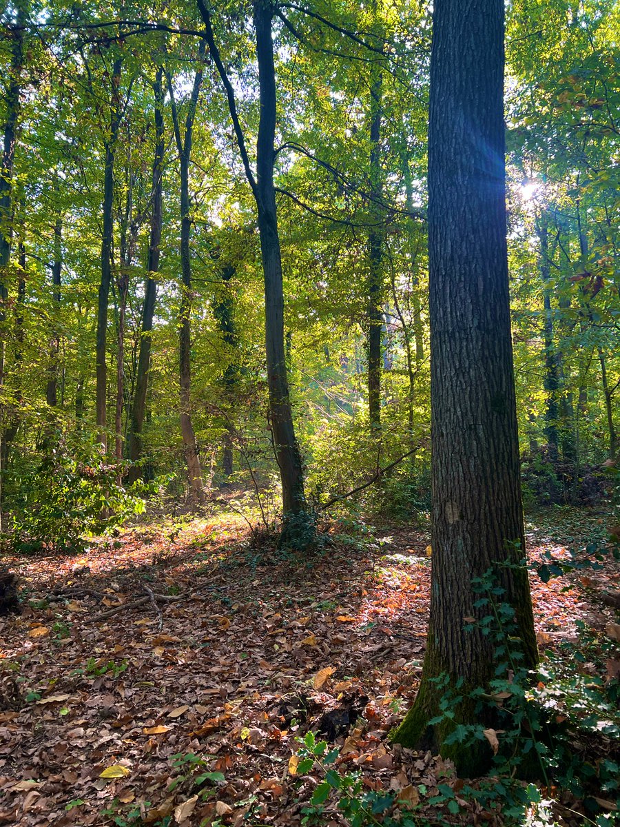 Victor Hamon tweet media