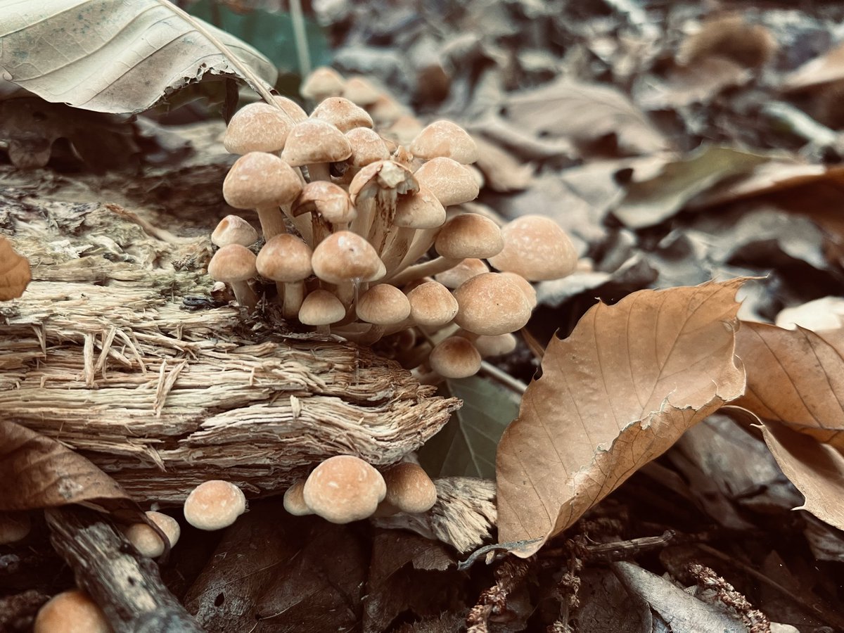 Victor Hamon tweet media