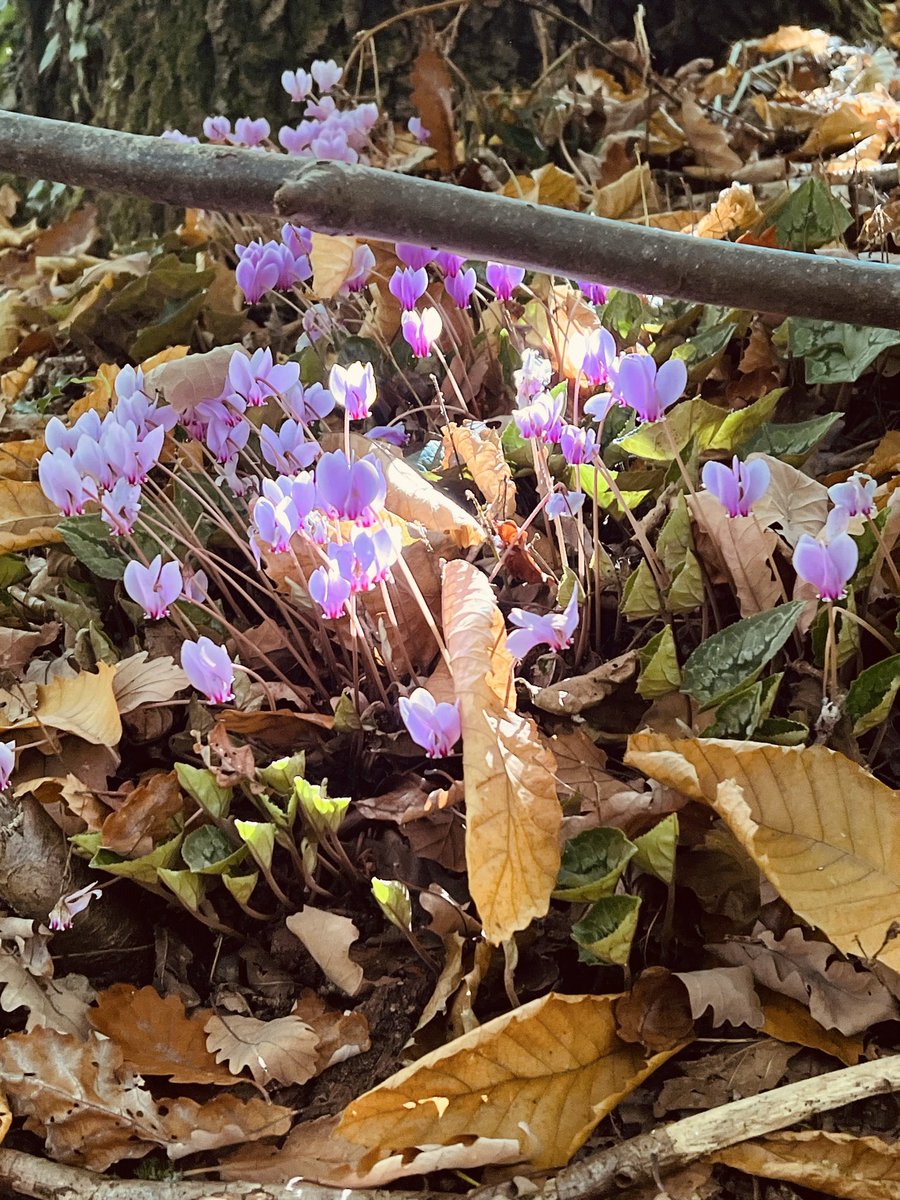 Victor Hamon tweet media