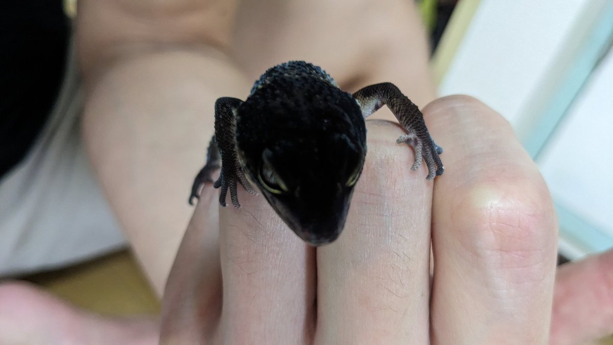 ts0523's tweet photo. レオパ、ブラックナイトお迎えしました🦎
これから成長が楽しみです!!
顔かわいいし、この黒さが渋い!!

#レオパ #ブラックナイト #レオパードゲッコー #ヒョウモントカゲモドキ #leopardgecko #blacknight #爬虫類 https://t.co/MCz6Y3K1AQ