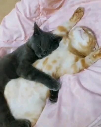 The sleepiest goober of all today 💤💤💤💤