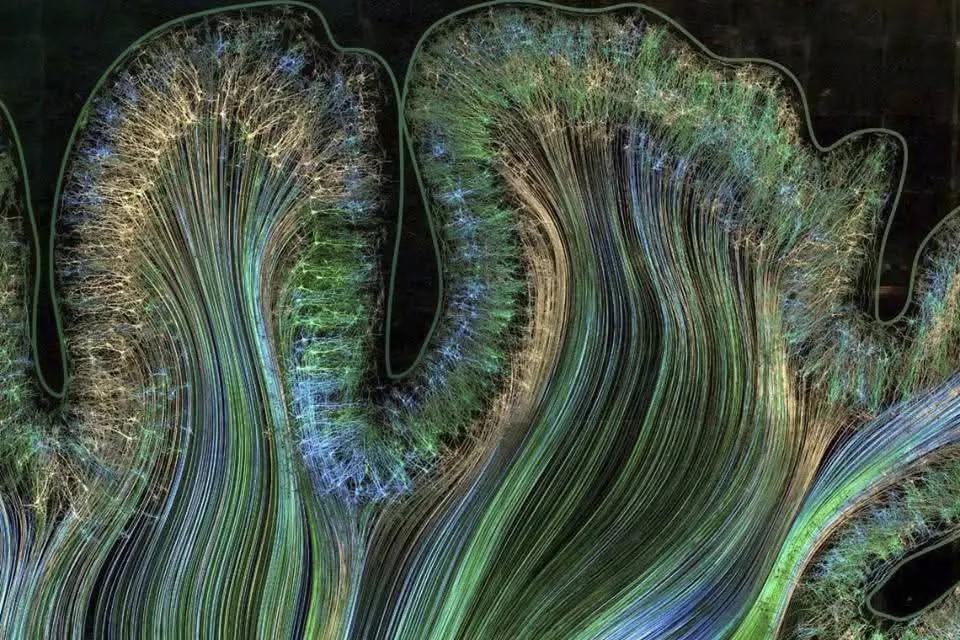 Katusha7738's tweet image. Look at what the neurons of the brain look like. A beautiful, cosmic sight! This is a micrograph by a method called Brainbow
All this rainbow of intertwined threads are real nerve connections
The more we explore the world and ourselves, the more beautiful we become on the inside!