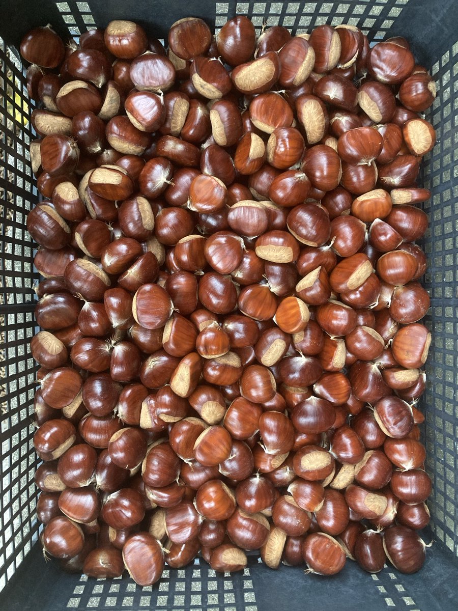 Kasztanów krzynka.
Dobre są pieczone, gotowane w syropie, a może przerobię je na puree?