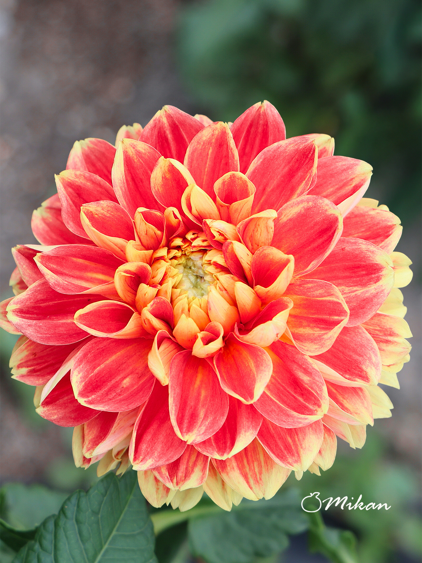 夏みかん 萩名産夏蜜柑】マルハギ物産／山口県銘菓 萩の夏みかん菓子