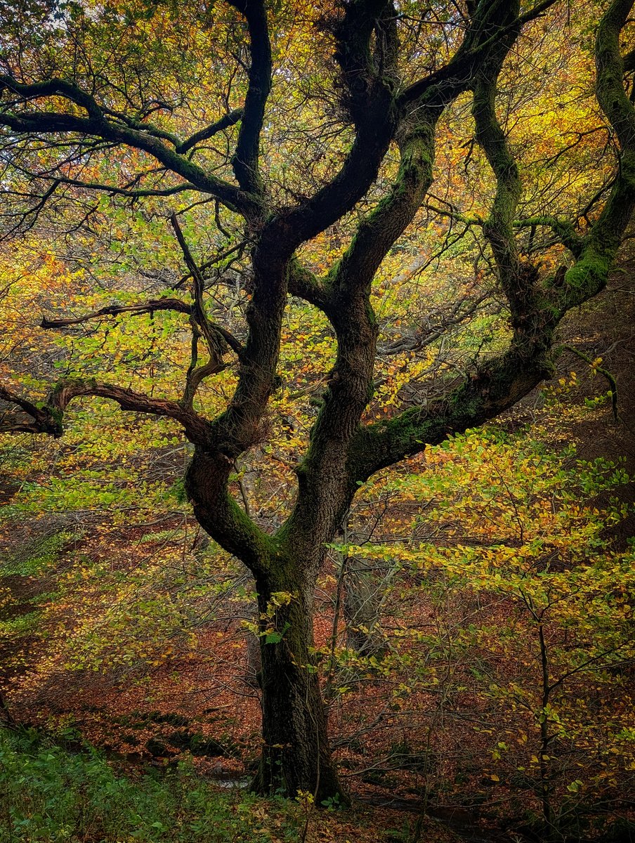 October in Hamsterley forest.