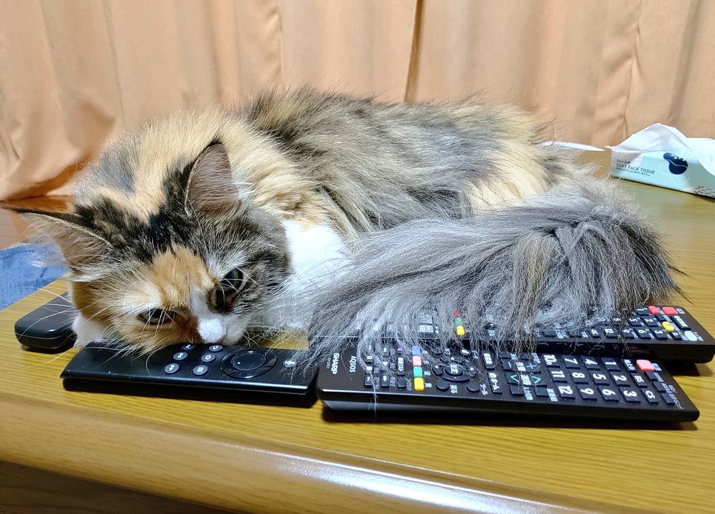 キヨちゃん (@iZN6XrGMkMDzB2n) / X