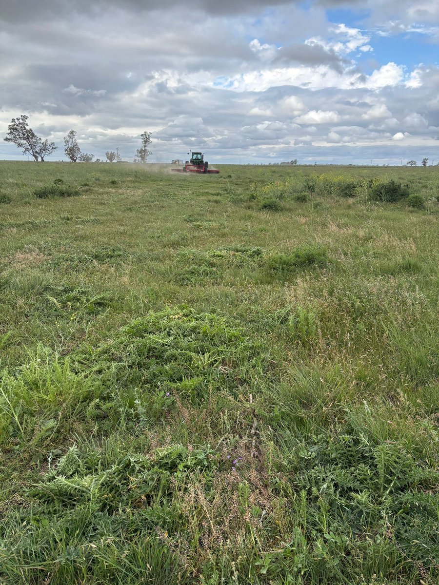 VascoSallaberry's tweet photo. Épocas de correr y correr! Pero se disfruta!

Entre las IATF de las vacas, las pulverizaciones, la siembra y el rejuvenecimiento de llorones en periurbanos! 

Qué lindo es el campo! https://t.co/FTffuWM1TC