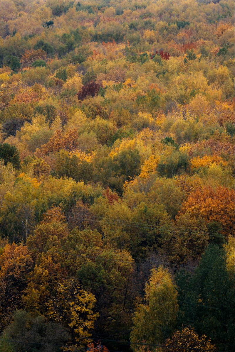 Вижу некий шарм в том, чтобы жить на высоком этаже и из окна наблюдать осенние деревья в парке или сквере 🍁

Как цвет листвы меняется от зеленого к желтому, оранжевому и красному. Как листва становится золотой в солнечном свете и мрачно-желтой при пасмурном небе