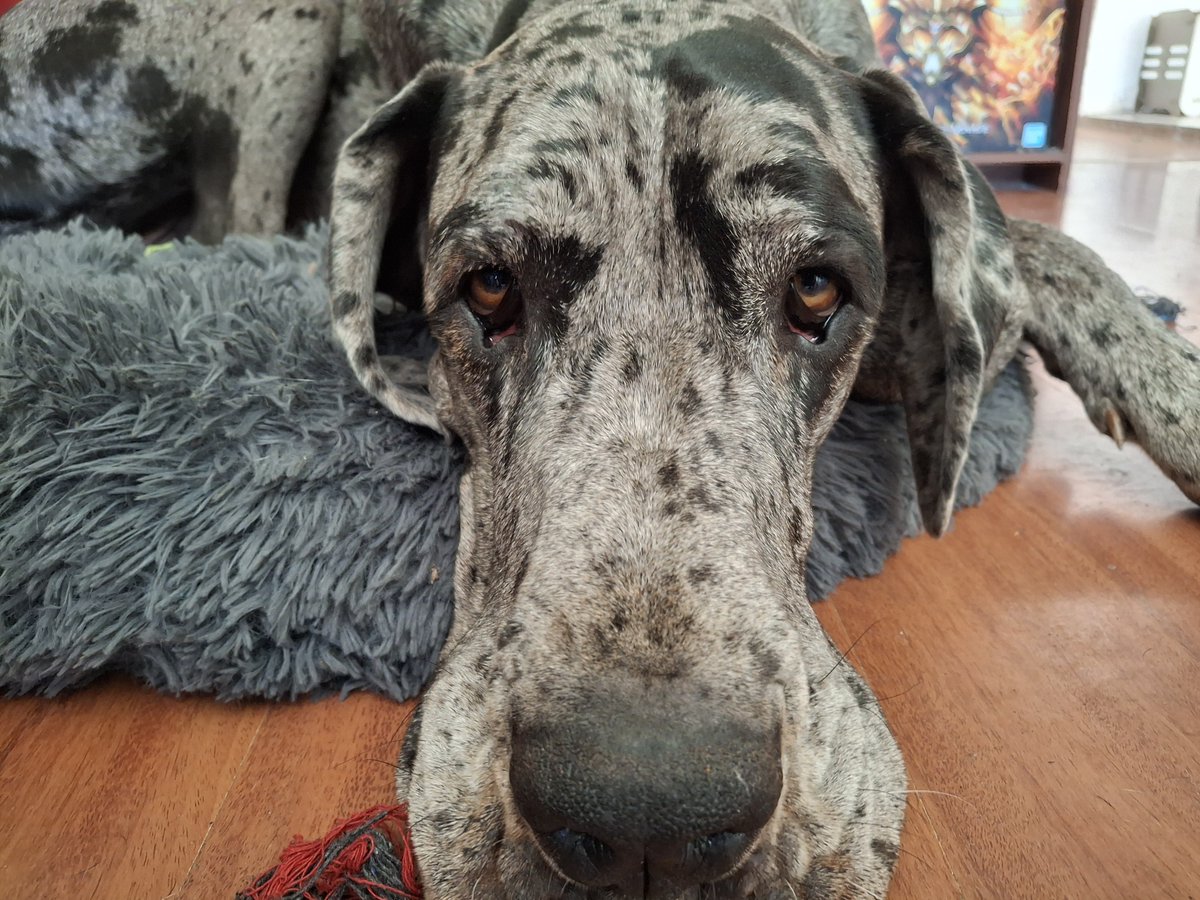 Kayroos_'s tweet image. HELP ME PAY MY PET VET BILLS!
My puppy Lily got diagnosed with cystitis yesterday and I'm still jobless and with not a lot of savings left.
PLEASE consider commissioning me! Thank you
ko-fi.com/kayroos/goal?g…
#commissionsopen #pethelp