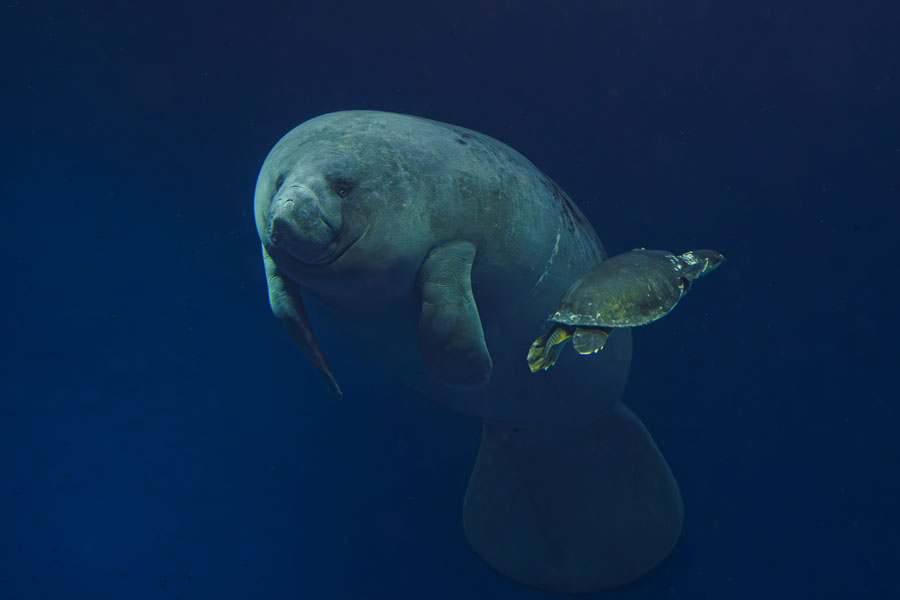 kapaguy's tweet photo. 鳥羽水族館の超レア海牛類ジュゴンとアフリカマナティを撮るために20数年ぶりに餌前でまだプールが汚れてない開館と同時に直行した。それにしてもジュゴンとマナティ似てるようで正面からはえらい違いやなあｗ。 https://t.co/9hCuMKwPUc
