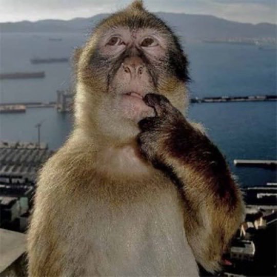 singe penseur réfléchit doigt sur / dans la bouche regarde le ciel