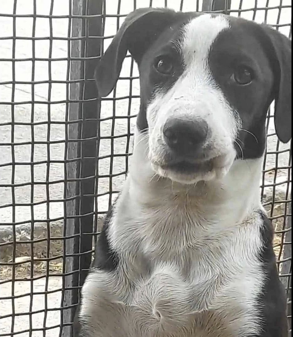Buscan a Lola, de un año, perdida en camino Tranque Recreo, Villa Alemana. Es de tamaño mediano. Si la ves, por favor comunícate al +56978731978. Favor RT!
#VillaAlemana