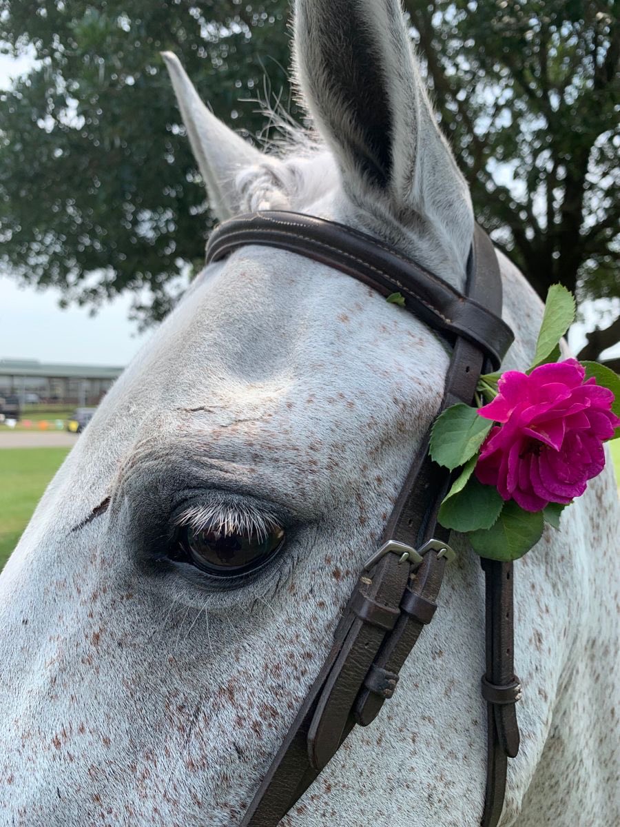 الخيلُ والغيثُ والأزهارُ؛ تأسِرُني🌸