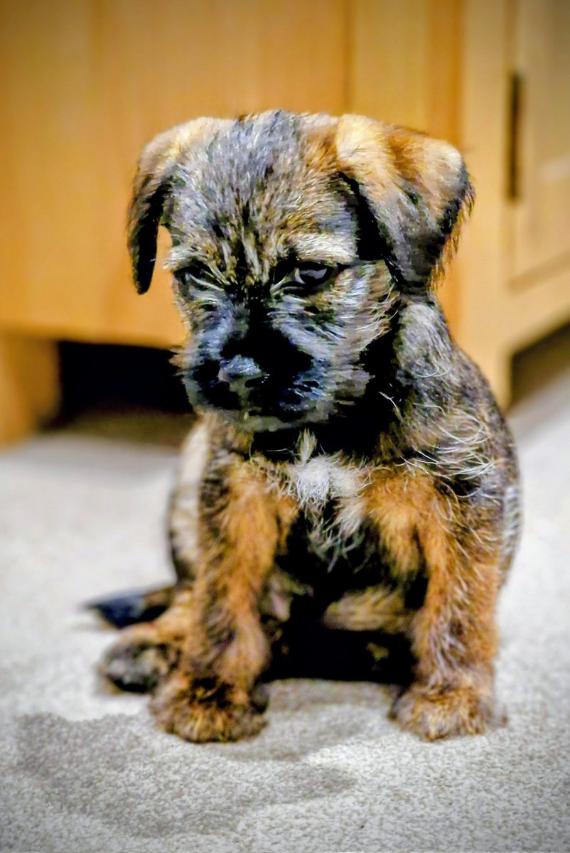 Hi ##btposse pals.  Apparently, today is my #gotchaday.  Celebrating a year of sleepless nights, zoomies, mad moments, and making happy memories that last forever.  Bertie 🐾🐾