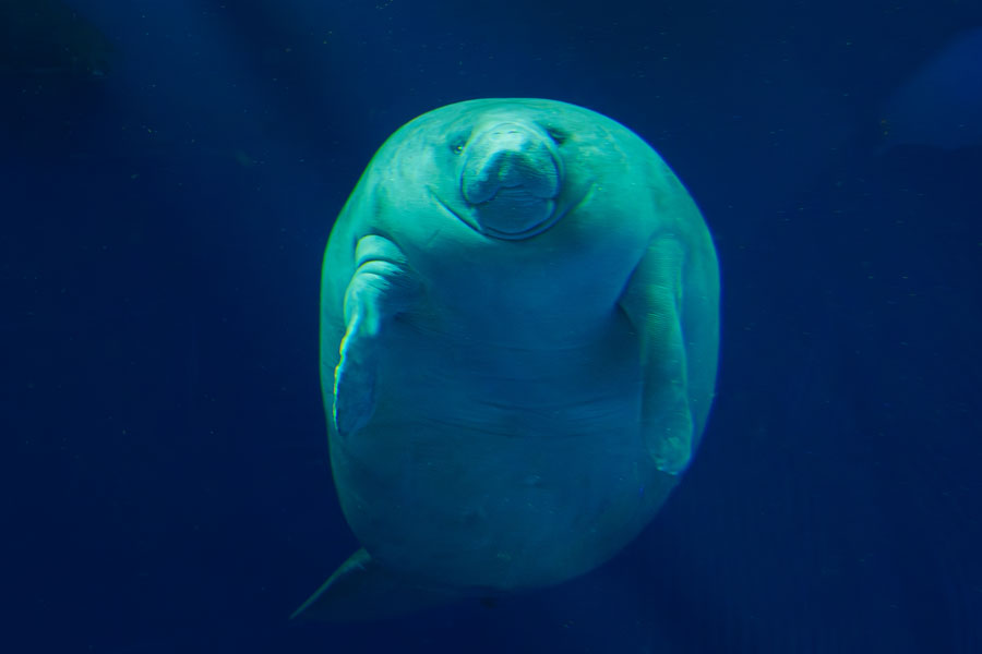 kapaguy's tweet photo. 鳥羽水族館の超レア海牛類ジュゴンとアフリカマナティを撮るために20数年ぶりに餌前でまだプールが汚れてない開館と同時に直行した。それにしてもジュゴンとマナティ似てるようで正面からはえらい違いやなあｗ。 https://t.co/9hCuMKwPUc