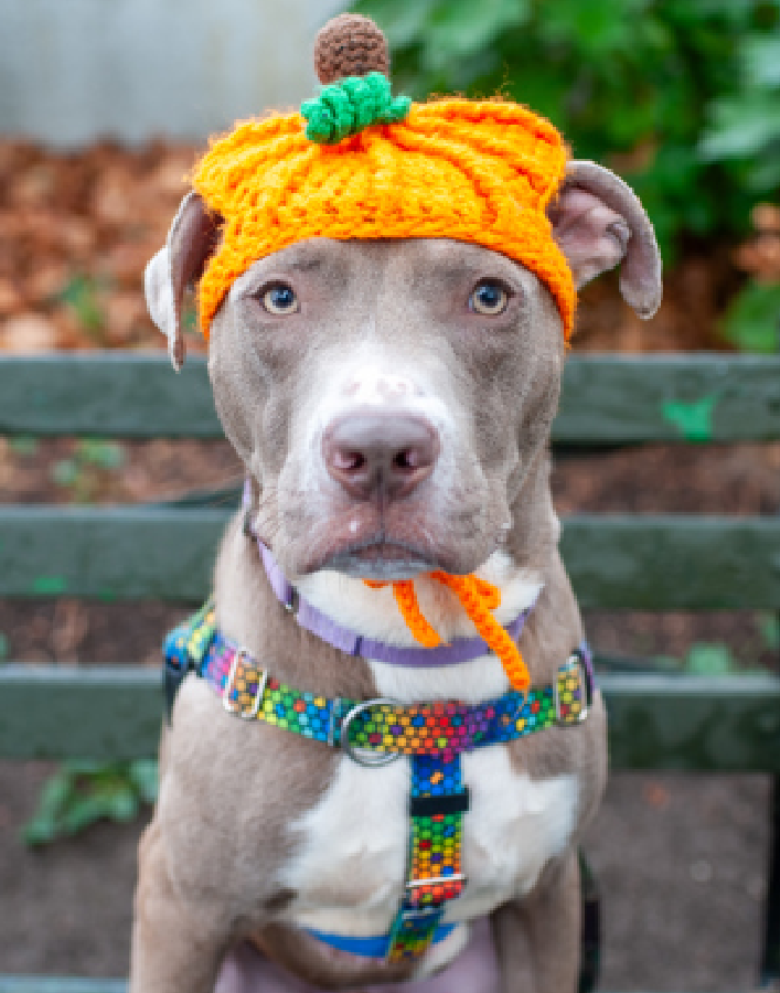 NMBewitched's tweet photo. Oh my... 
What is it about #PittiePride 
#PitbullAwarenessMonth 

https://t.co/hsyeaF4GkP 
#AdoptMe 

Didgeridoo was a #Rockstar on his #BoroughBreak https://t.co/2soq5J0DKt