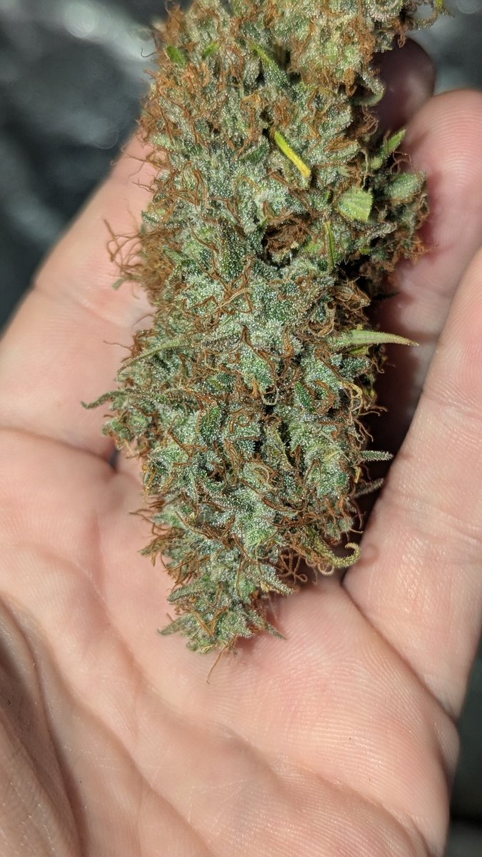 Sharp sandalwood, spice, possibly a little bit incensey. Maybe even some garlic. Another Black Domina x Congo Bandaid, one of the two with the blood-red vascular fluid. nice, dense, wonderful smelling nugs. Gotta get the old ICP-TG calibrated for an accurate bio-assay...🤩🧑‍🔬🧬🌱