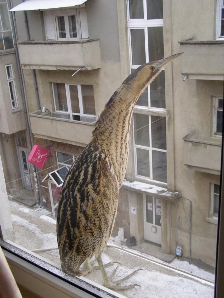A Eurasian Bittern attempting toblendin witha Bulgarian blockof flats.
