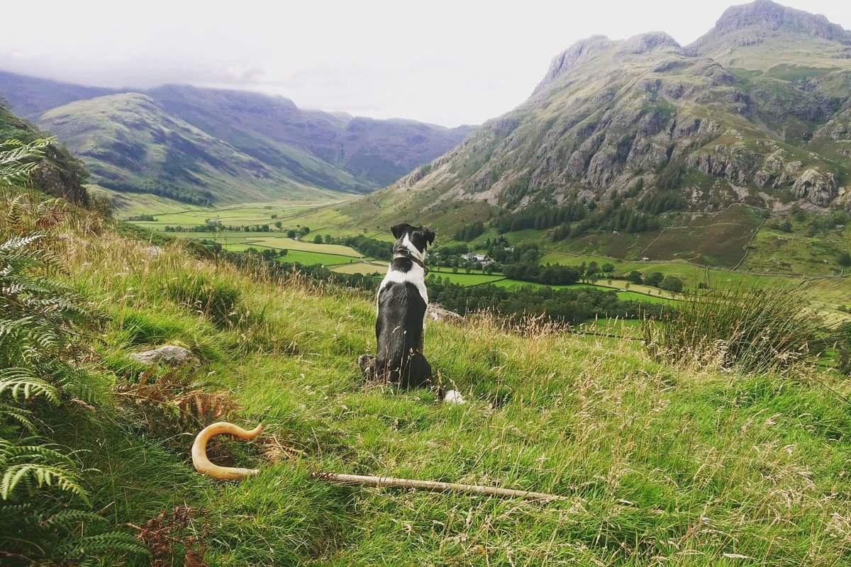 FarmingUK's tweet image. Cumbria farms are among the most beautiful in the UK 🇬🇧 😍

📸 rach_stratton