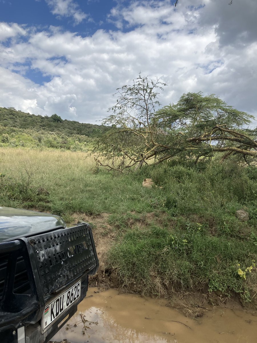 Believe me but that is a lion there having his daily sleep disturbed