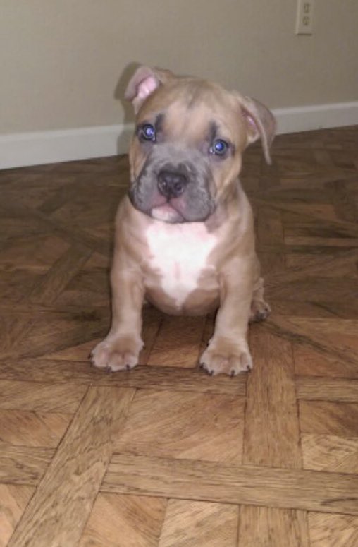 farmingandJesus's tweet image. Well my sweet little 3 legged 11 year old boy is back to being sick so we are headed to the emergency vet now , would you mind saying a prayer that they can fix this, even though my I think it’s really bad honestly and I think we’re about to get bad news….💔 I’m so upset. I love…