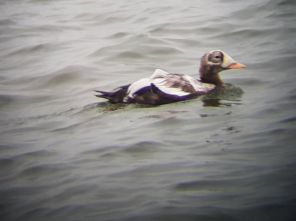 Gaaf dagje #vogelskijken #birdwatching op Texel met fantastische soorten close-up te bewonderen #brileider #spectacled_eider #kleine_kokmeeuw #bonapartes_gull en #grote_pieper #richards_pipit <a href="/vogeltrekinfo/">Vogeltrekinfo</a> <a href="/dutchbirding/">Dutch Birding</a>