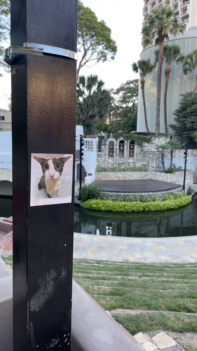 Soggy Cat Propaganda tweet media