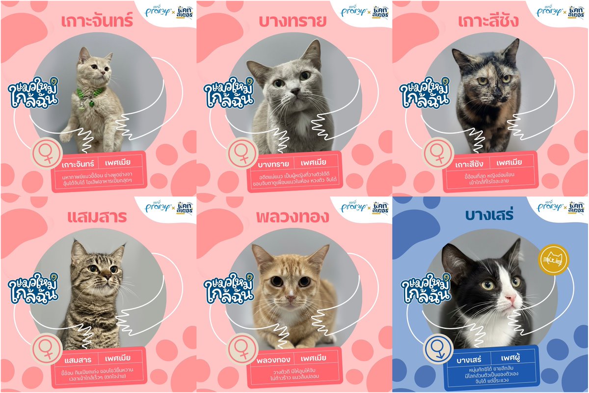 CatsterClub's tweet photo. สิ้นสุดการรอคอย
น้องแมวเคสคุณลุงชลบุรี
วันนี้พร้อมหาบ้านแล้วค่ะ
กักตัวกันครบระยะเวลาเรียบร้อย

ทุกตัวที่พามาหาบ้าน
ทางแคทสเตอร์ ได้จับตรวจ PCR
เพื่อเช็คความชัวร์อีกครั้ง
น้อง ๆ ปลอดโรค (เอดส์แมว/ลิวคีเมีย)
และรับวัคซีนเบื้องต้นเรียบร้อย

พี่ทาสคนไหนที่สนใจน้องๆ
ทางเราขอแจ้งเงื่อนไขในการรับน้องแมวให้ทราบก่อนจะรับน้องนะคะ

1.กรอกเอกสารอุปการะเข้ามาก่อนเพื่อให้ทีมพี่เลี้ยงเช็กเอกสาร  https://t.co/FuOMpZ3tHV 
(กรอกเสร็จแล้วแจ้งชื่อเข้ามาทางinboxได้เลยค่ะ) **ใส่รหัส20**
2.สามารถเข้ามาดูตัวน้อง ๆ ที่หน้าร้านแคทสเตอร์ก่อนได้ค่ะ
3.หากเอกสารอุปการะผ่าน จะมีการสัมภาษณ์เกี่ยวกับความรู้ในการเลี้ยงแมว  (พี่ทาสมือใหม่ มาพูดคุยกันได้ค่ะ พร้อมให้คำแนะนำ)

หากพร้อมแล้ว กรอกใบอุปการะเข้ามาได้เลยนะคะ
น้อง ๆ รอบ้านใหม่ที่อบอุ่น พร้อมกลับไปให้น้วยมืออยู่น้า