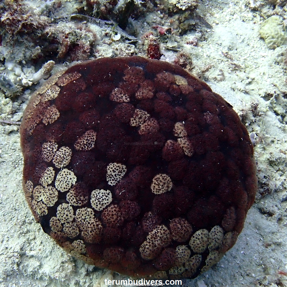 holocanthe's tweet photo. Cushion starfish
#gili #giliislands #lombok #diving #scuba #trawangan #diveandstay #giliair #fish #ocean #sealife #marinelife #padi #reef #echinoderms #starfish https://t.co/a8u4Br2baX