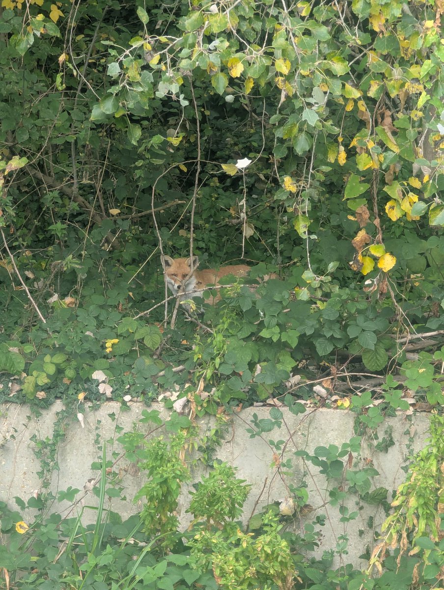 1 1/2 lbs of rose hips for rose hip brandy, and a curious fox from my foraging trip today