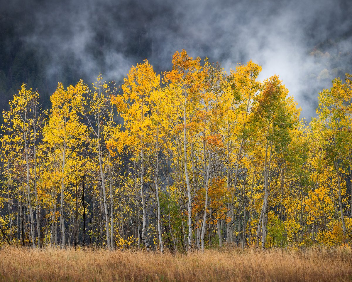 Chasing Autumn: The Art of Fall Color Landscape Photography youtu.be/5sw6On9ov60?si…