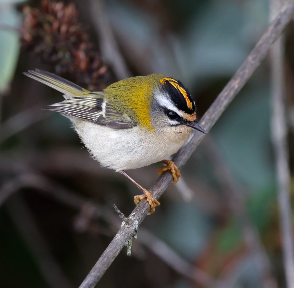 Firecrest yesterday.
Hannafore beach, Cornwall.
#NaturePhotography #birding #birds #wildlifephotography #NatureLovers #birdphotography