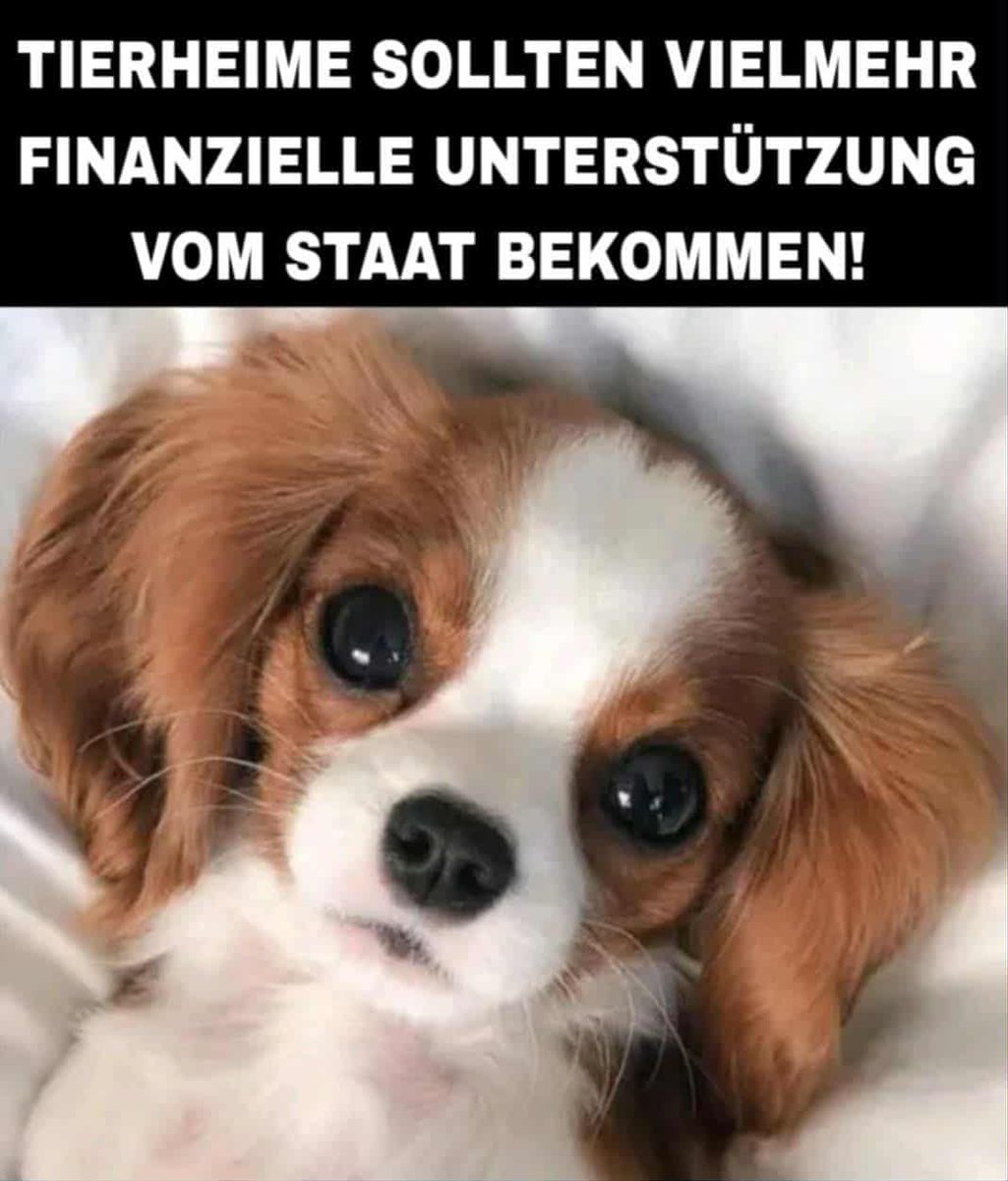 DEFINITIV!!!
Hunde, Katzen und Co. haben sich speziell auch in schwierigen Lebenslagen die bestmögliche Betreuung verdient!