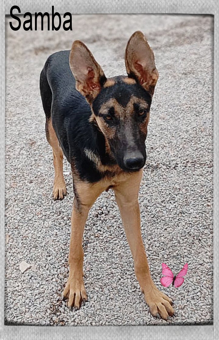 Nuestros chicos necesitan familia, llevan esperando, desde bebés hasta casi el año de edad.
Samba ( 6 meses )
Compañeros de vida
AMOR INCONDICIONAL❤️🐾

Si quieres más información  (wuasap) al 693329050☎️