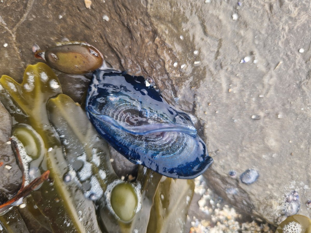 eilidh mcintosh tweet media