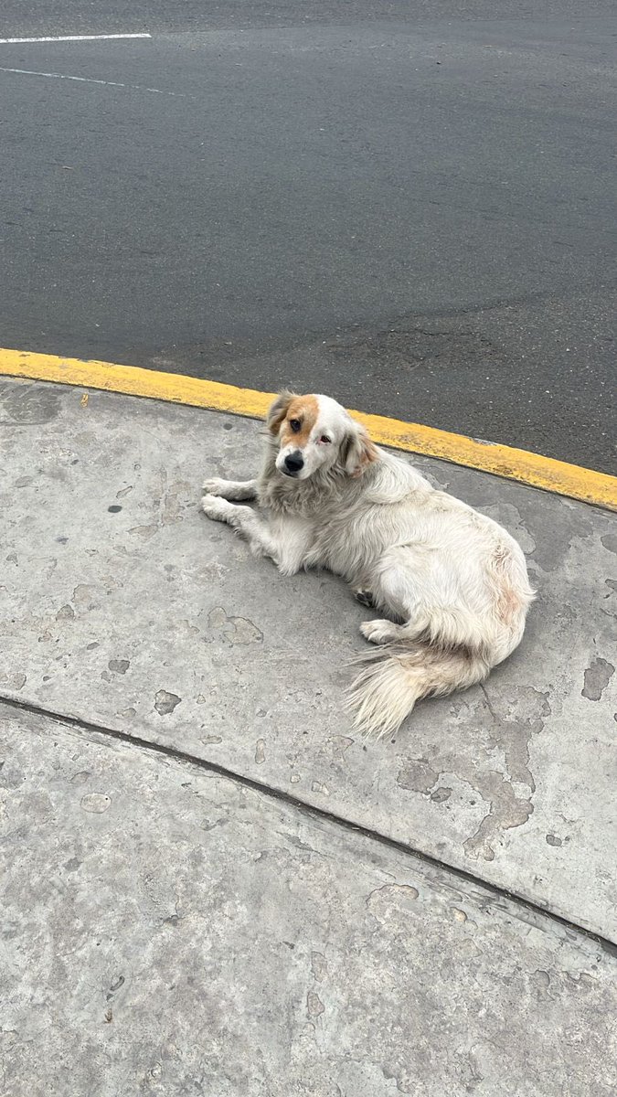 rcterrones's tweet photo. Perrito encontrado en Parque San José, Jesús María.

No tiene pinta de callejero y está algo desubicado. https://t.co/R9wACYNDy4