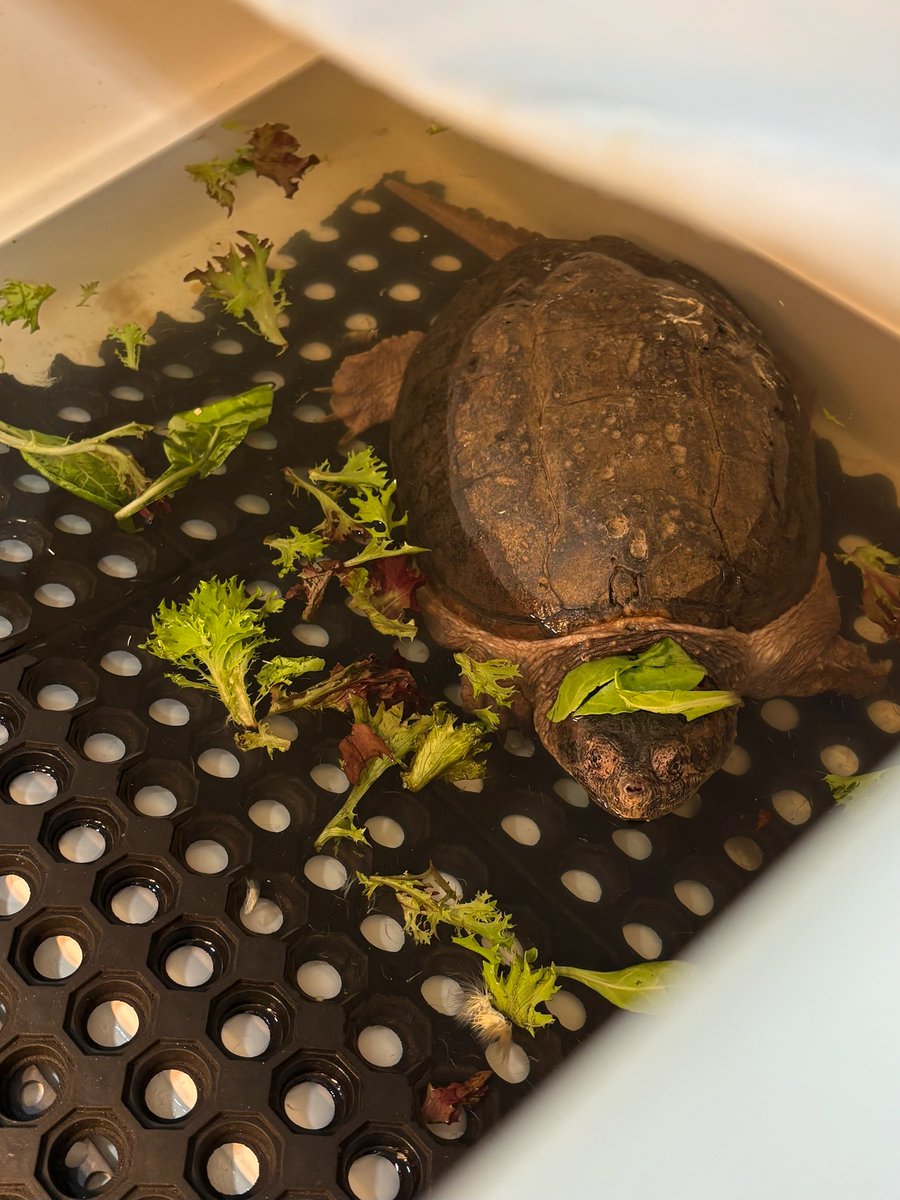 City Wildlife tweet media