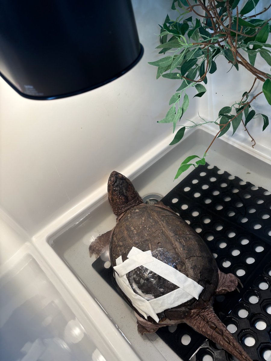 City Wildlife tweet media