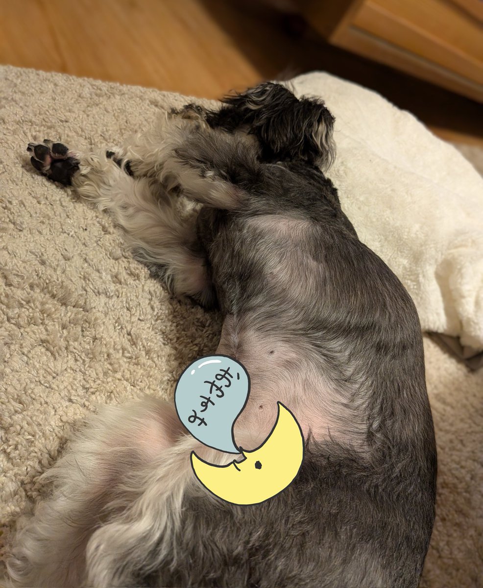 おやすみおやすみ　またあした🐶💤