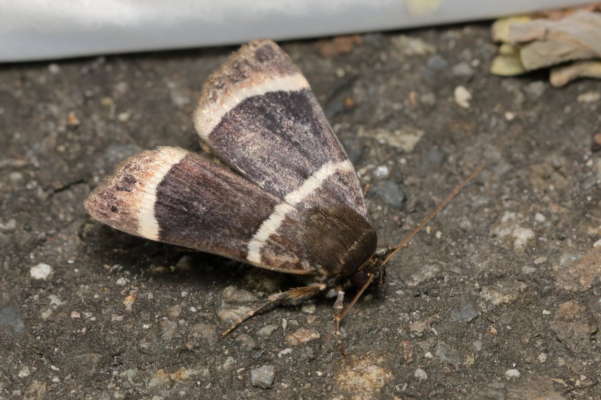 シロスジカラスヨトウ
Amphipyra tripartita Butler, 1878
10月に蛾を撮るなんてもう久しくしていないような気がするので，過去の写真を漁っている．懐かしいなぁ...
70D時代の写真から．
2021-10-02，長野県にて