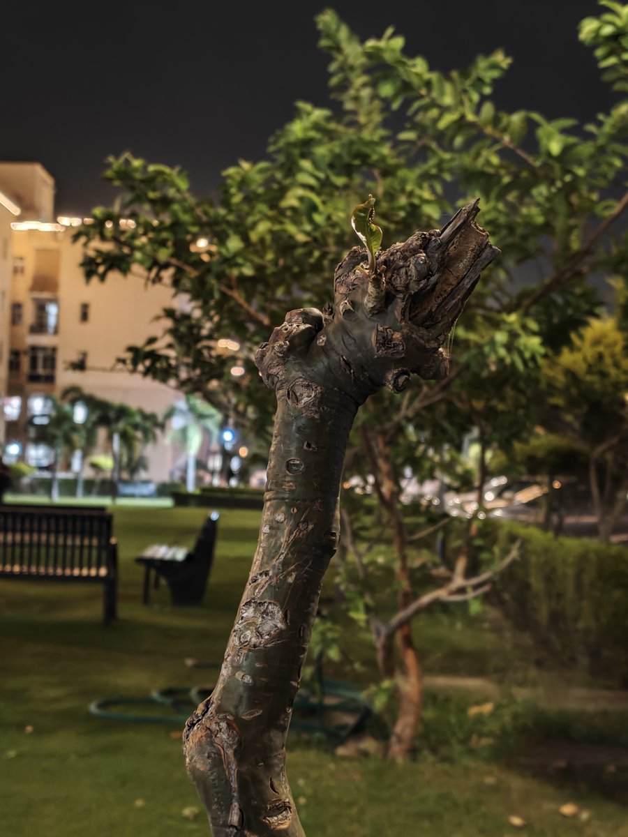 stufflistings's tweet image. Xiaomi 17 Pro vs iPhone 17 Pro (Low light)
1, 3 are taken on the Xiaomi, which has consistently better results when it comes to Greens and focus.