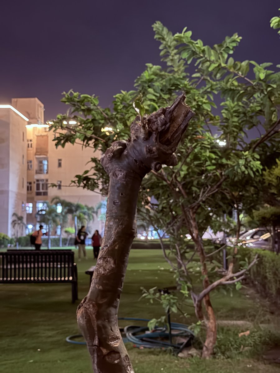 stufflistings's tweet image. Xiaomi 17 Pro vs iPhone 17 Pro (Low light)
1, 3 are taken on the Xiaomi, which has consistently better results when it comes to Greens and focus.