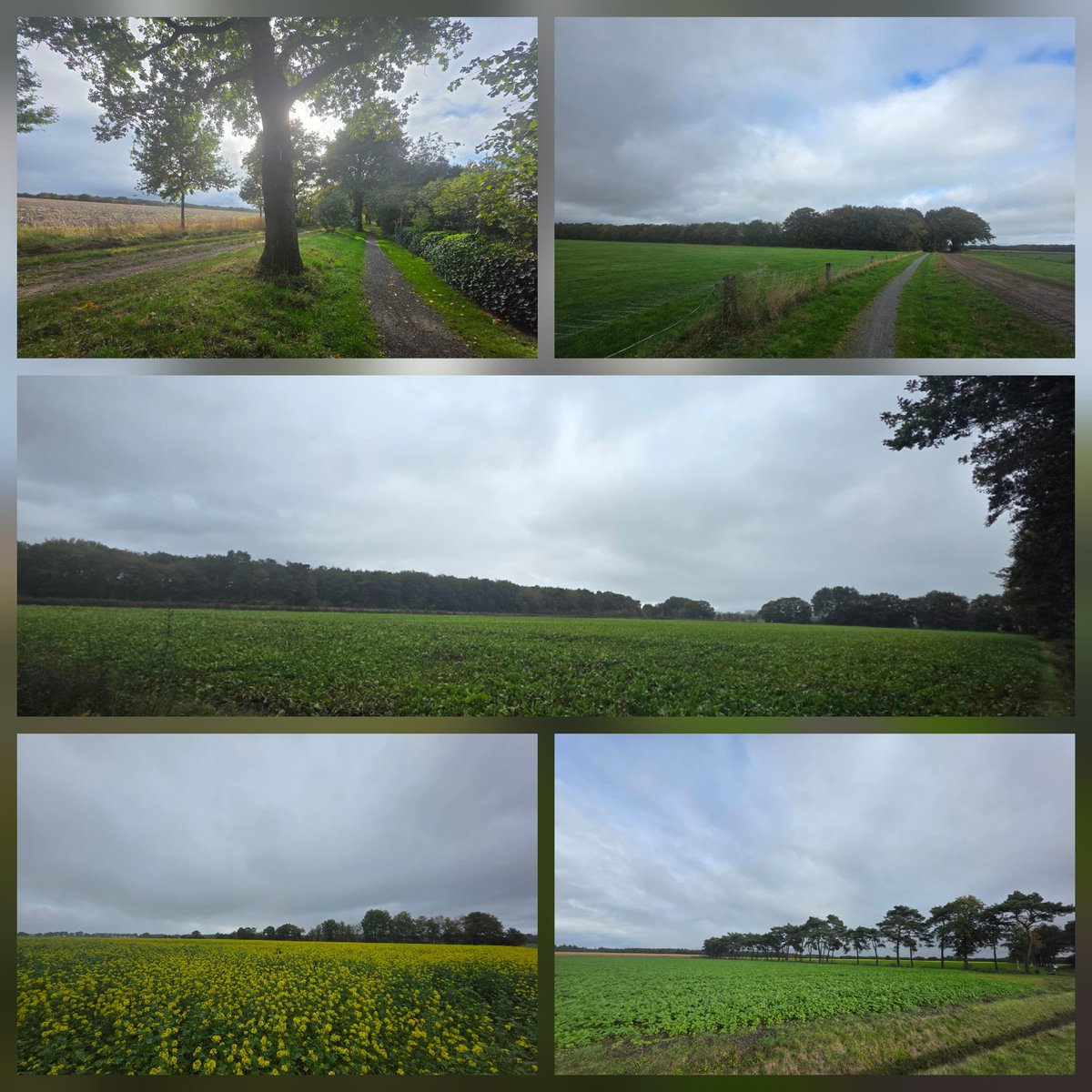 Sylvia Westerhuis tweet media