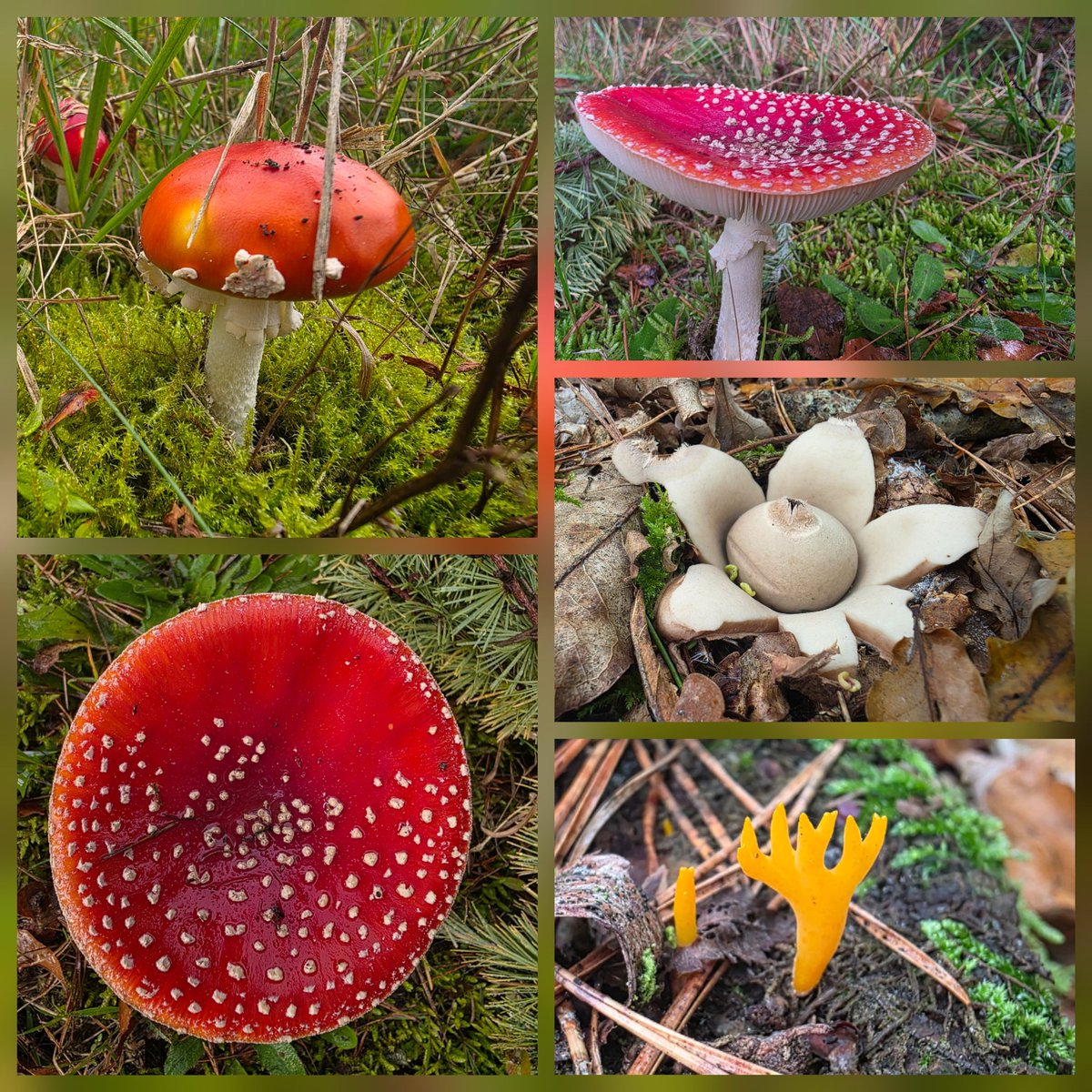 Sylvia Westerhuis tweet media